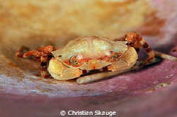 Lesser swimming crab, Polybius pusillus. Yes, that is a s... by Christian Skauge 